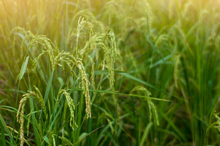 Beautiful plant, rice seed in the field, Ready for harvestの写真素材