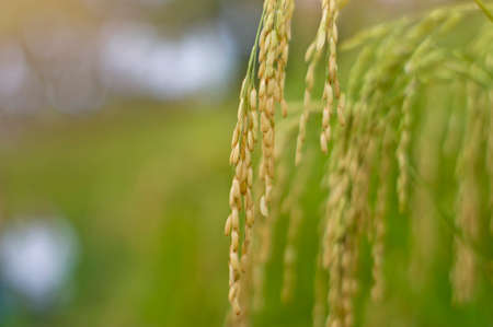 Beautiful plant, rice seed in the field, Ready for harvestの写真素材