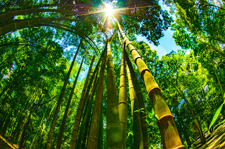 Bamboo forest at Doi Inthanon National Park, Thailand.の写真素材