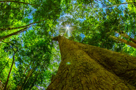Looking up at the sun shining through the canopy of tall trees.