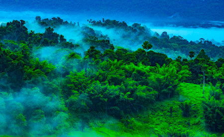 Foggy morning on the mountain at Doi Inthanon National Park, Chiang Mai, Thailand