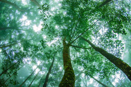 Tropical rainforest at Phu Kradueng National Park, Loei, Thailand