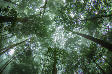 Sunlight in the rainforest at Doi Inthanon National Park, Chiang Mai, Thailand