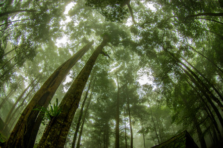 Tropical forest in the morning, with fog and mist.