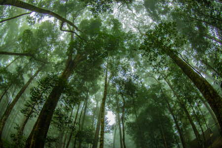 Tropical rainforest in the morning, Doi Inthanon National Park, Chiang Mai, Thailand