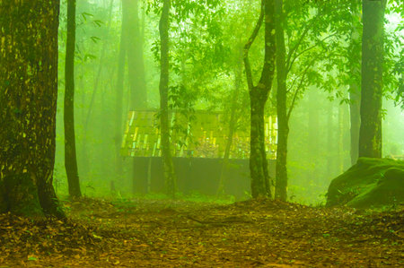 Fog in the forest at Doi Inthanon National Park, Thailandの写真素材