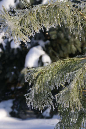 Ice covered pine