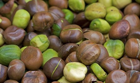 Seedsの写真素材