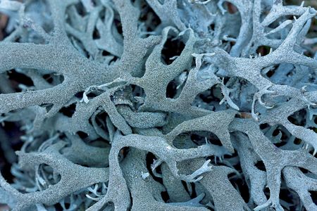 Blue coralの写真素材