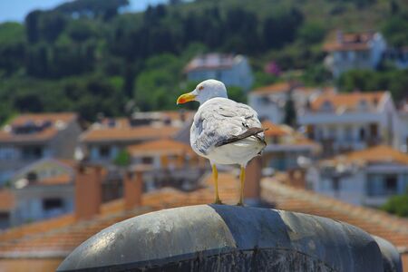 Seagull on the postの写真素材