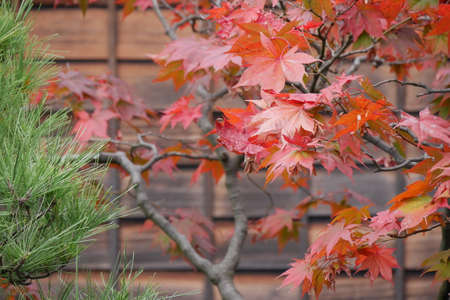 Red maple leaf and green pine leaf