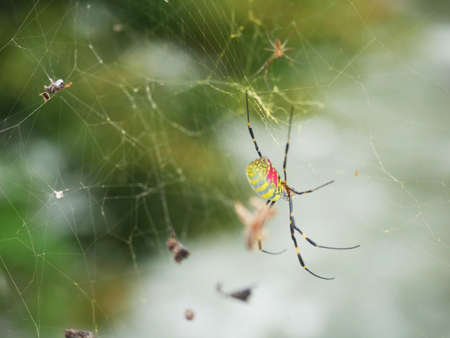 Spider catch preyの写真素材