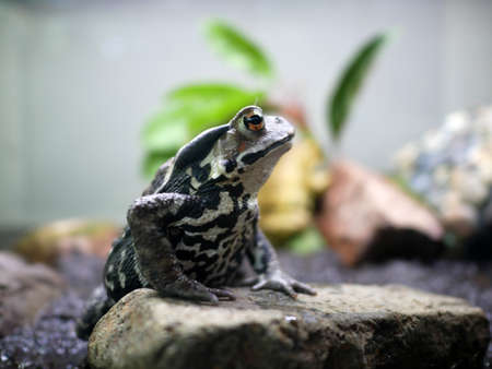 Eastern Japanese common toadの写真素材