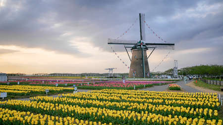 Tulip field and windmill on sunset with sakura background in Chiba Japanのeditorial素材