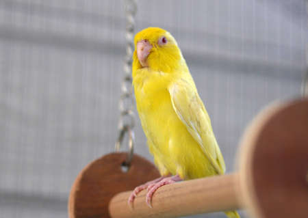 Cute Pacific Parrotlet Yellow Forpusの写真素材