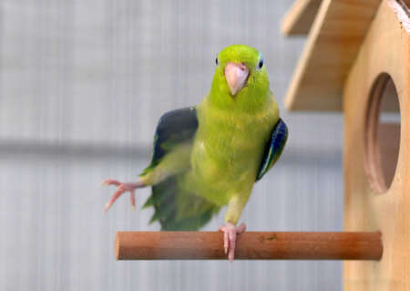 Cute Pacific Parrotlet Green Forpusの写真素材