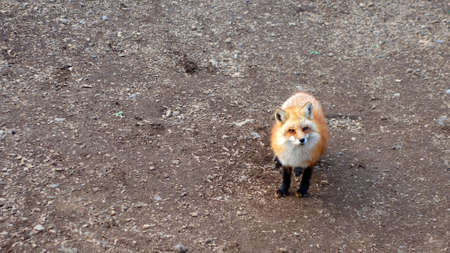 Japan red foxの写真素材