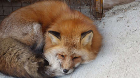 Sleeping Japan red fox