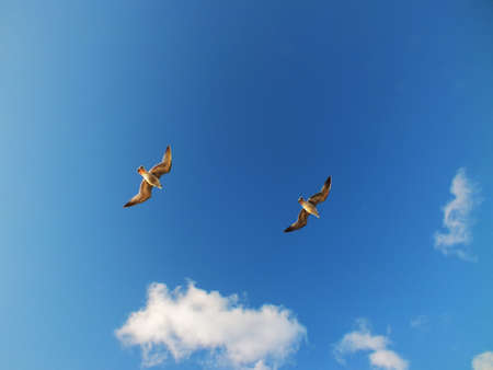 Seagull fly with blue sky backgroundの写真素材