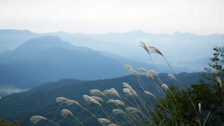 Close up flower grass and mountain background in the morningの写真素材