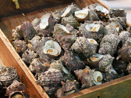 Japan Trophon Top shellの写真素材