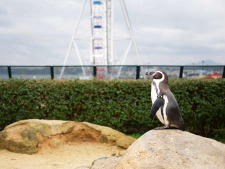 Banded penguinの写真素材