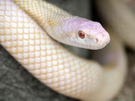 White snakeの写真素材