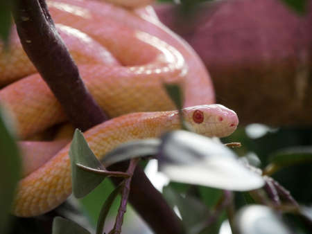 White snakeの写真素材