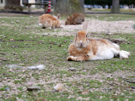 Rabbit on Okunoshima islandの写真素材