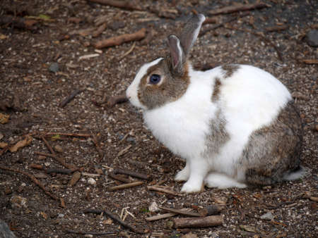 Rabbit on Okunoshima islandの写真素材