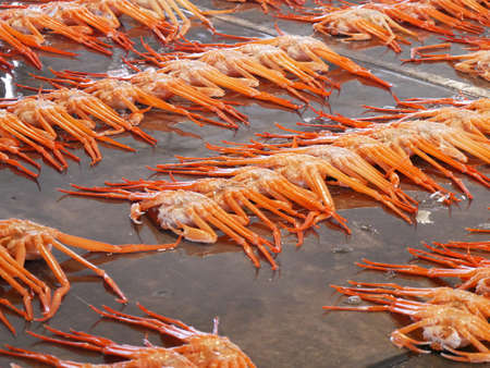 Auction snow crab in market Japanの写真素材