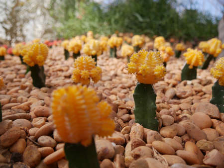 Yellow Cactusの写真素材
