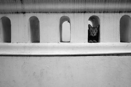 Cat in wall