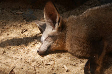 Sleeping Bat-eared foxの写真素材