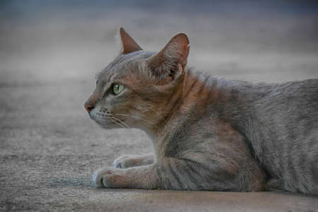 Cat squat on the groundの写真素材