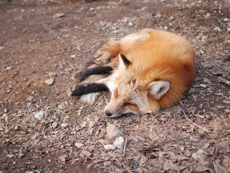 Sleeping Japan red foxの写真素材