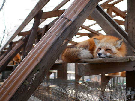 Sleeping Japan red fox