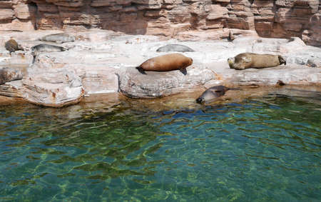 Sea lion in aquariumの写真素材