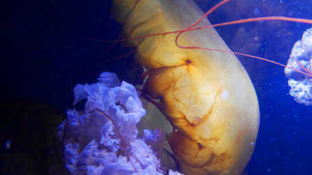 Pacific sea nettle Chrysaora fuscescens Jelly fishの写真素材
