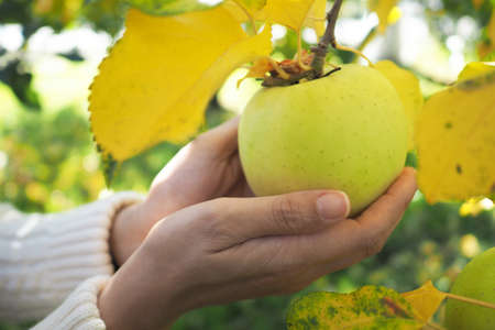 woman caught chinese pear in orchard Japan