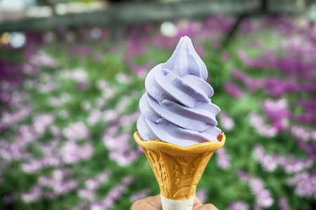 Delicious lavender flavor soft cream with ice cream cone and lavender field backgroundの写真素材