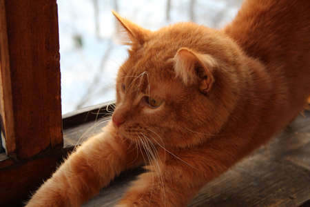 Ginger Catの写真素材