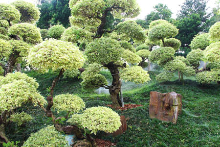 Chinese Garden  Nan Lian Garden, Hong Kong  の写真素材