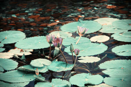 A shot of lotus flowers  water lilies  in a pond stylised in retro vintage toningの写真素材