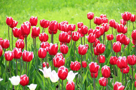Vibrant tulips with copy space toned in retro film image techniqueの写真素材