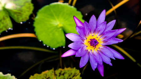 aquatic background beautiful beauty bloom blooming blossom flora flower green lily lotus nature oriental  plant plants pond pool reflect single spring summer tropical white yellowの写真素材