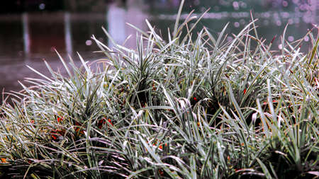 Grass landscapes nature plant reed the scenery view water waterfront Backgroundsの写真素材