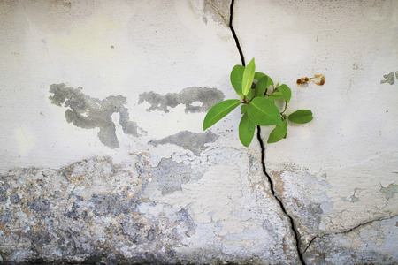Small plants grown up from the cracked concrete wall backgroundの写真素材
