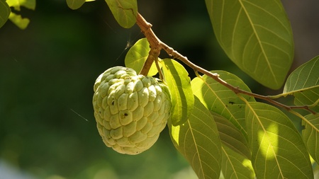 Custard Apple with spider web