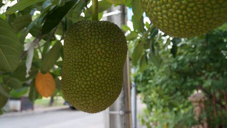 Jackfruitの写真素材